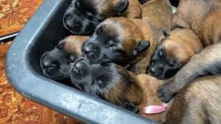 Puppies crying. The sound that all dogs love. Belgian Malinois.