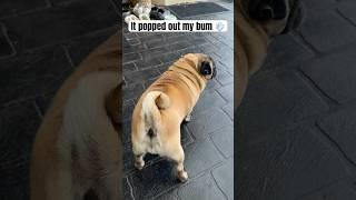 Oops I FARTED AGAIN…  #puppy #doggo #pets #cute #funnydog
