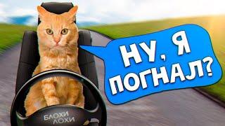 Спасение рыжего котенка. Котенок уезжает домой? / SANI vlog