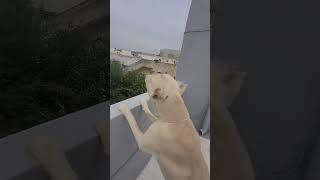 dog #funny #funnyvideos #funnyanimals