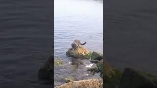 КОТ на РЫБАЛКЕ  ! #кот #рыбалка