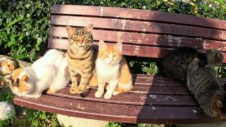 Istanbul island surrounded with adorable stray cats