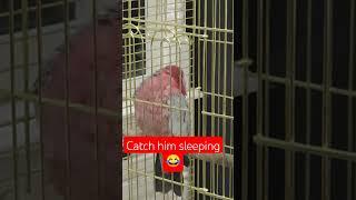 #pets #parrot