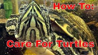 Yellow Bellied Slider Turtle Care Guide