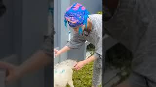 viral ayu tingting lagi mandiin kambing kesayangan nya #shorts #trending #ayutingting #viral#terbaru