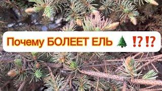 ПОЧЕМУ БОЛЕЕТ ЕЛЬ ⁉️⁉️ Ищем причину