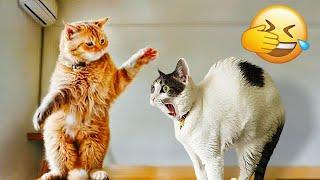 So Funny! Funniest Cats and Dogs 2024  Best Funniest Animals Video 2024 