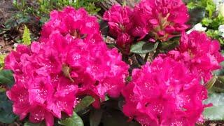 Рододендрон Rhododendron Hybride "Nova Zembla" 23.05.2022