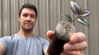 What do I do with My Rooted Cuttings Now | Plant Propagation Tips and Tricks