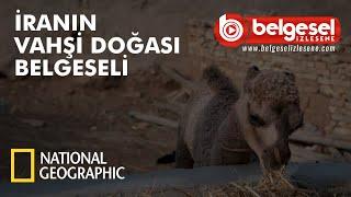 İran'ın Vahşi Dünyası Belgeseli - Türkçe Dublaj