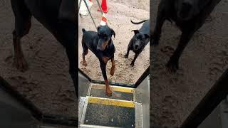 Dog Wants To Go Inside UPS Truck lol  #shorts #dogs #doglovers