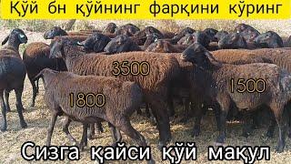 ️+99893-416-87-27 КИМГА ҚАЙСИ ҚЎЙ МАҚУЛ ҲАММАСИ ҲАМ ҚЎЙ