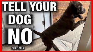 How to Get Your Dog to Stop Doing ANYTHING