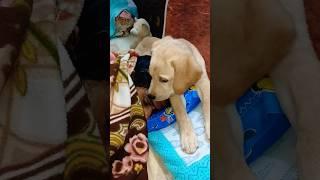 Dog Love️ #dog #labrador #doglover #dogvideos #goldenretriever #pets #cute #simba #viral