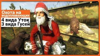 Просто охотимся на всех водоплавающих  в theHunter Classic !