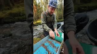 Goldrush in Germany  #goldmining #goldprospecting #gold