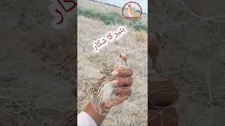 Batair ka shikar, Batair ki awaz,Batair quail,Bird,quail batair#ahmadkhan44 #quailhunting #batair