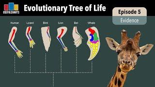 Evolutionary Tree of Life | Episode 5 - What's the Evidence for Evolution?