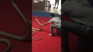 King cobra attack