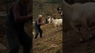 Grandma vs goat on the mountain #funny #epicfighting #kungfugrandma #goat #fyp
