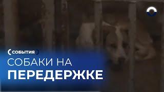 Жизнь после отлова: как меняется судьба собак