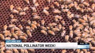 How to celebrate Kentucky pollinators for National Pollinator Week