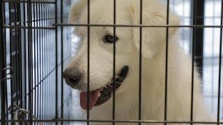 Helping Hounds Community Video | #OurStoryBeginsWithYou | Pathfinder Bank