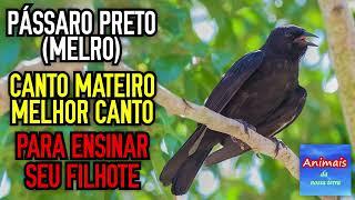 PÁSSARO PRETO (MELRO) CANTO MATEIRO PARA ENSINAR SEU FILHOTE