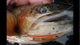 Colorado Fly Fishing for Cutthroat Trout