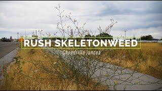 Rush Skeletonweed