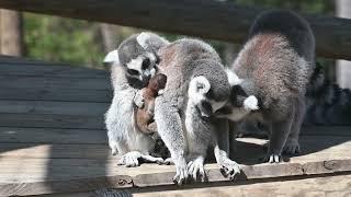 Twin Ring-tailed Lemurs