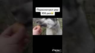 прикол с собакой