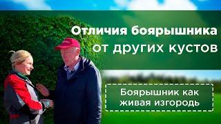 Чем боярышник отличается от других кустов. Боярышник как живая изгородь