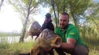 Synapse Wild Carp and Shock-leader Record review by Tomas Horgos