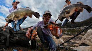 Big Murray cod on new perch plastic. ( Murray cod fishing Australia )