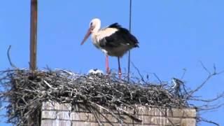 Valge-toonekurg Der Storch Ciconia ciconia