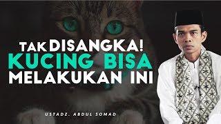 Sungguh Terharu! Kebaikan Seekor Kucing Melebihi Kebaikan Manusia | Ustadz Abdul Somad