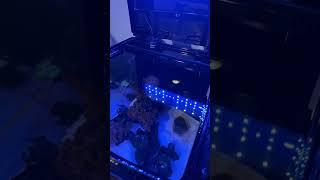 This is how I deal with aptasia pest coral #coral #aiptasia #coralreef #biocube #saltwateraquarium