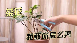 茶花怎么养？园艺师教你，茶花的详细养护技巧