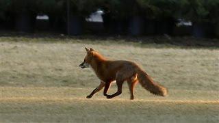 The Fox at the White House