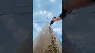 My village flower beautiful view #shorts #shortvideo #youtubeshorts #trending #viralvideo #nature
