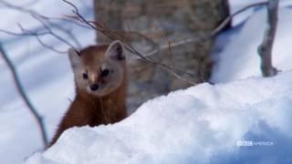 The Hunt - PINE MARTENS HUNT IN SNOW TUNNELS (EP 3) - Sundays at 9|8c on BBC AMERICA