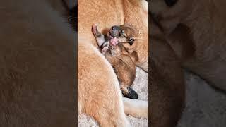 the tiniest dance you'll probably ever see #shibainus #dog #potat #fy #fyp #shiba #shibainu