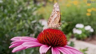 NLM Herb Garden Tour