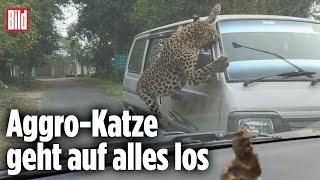 Leopard greift Kleinbus an: Raubkatze dreht durch | Indien