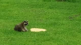 Lazy raccoon