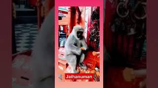 Feeding animals is next to godliness  jai hanuman! #youtubeshorts #chagantikoteswararaospeeches