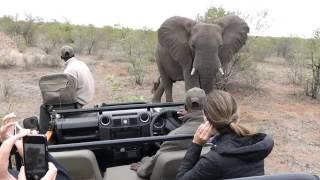 Huge elephant walks right up to vehicle