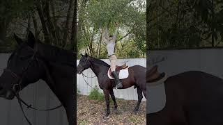 When you can't quite reach the tree limbs that need to be trimmed so you use your horse. #besthorse
