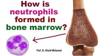 Granulopoiesis (leukocytes production). #leukocytes #neutrophils #granulopoiesis #GCSF